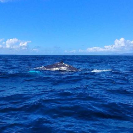 Whalewatching in Samaná, one of the top highlights in the Dominican Republic